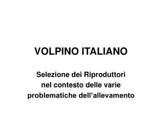 VOLPINO ITALIANO