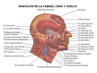 MUSCULOS DE LA CABEZA, CARA Y CUELLO