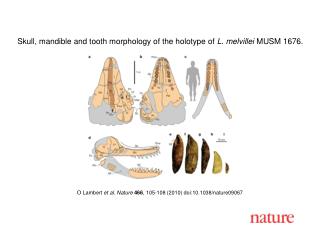 O Lambert et al. Nature 466 , 105-108 (2010) doi:10.1038/nature09067