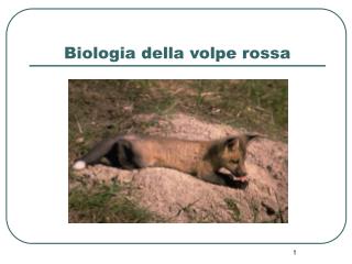 Biologia della volpe rossa