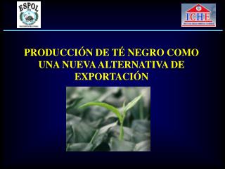 PRODUCCIÓN DE TÉ NEGRO COMO UNA NUEVA ALTERNATIVA DE EXPORTACIÓN