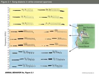 Figure 2.1 Song dialects in white-crowned sparrows
