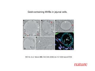 WZ He et al. Nature 455 , 542-546 (2008) doi:10.1038/nature07255