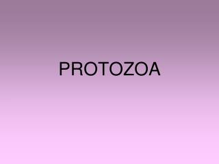 PROTOZOA