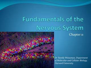 Fundamentals of the Nervous System