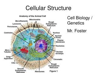 Cellular Structure