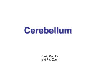 Cerebellum