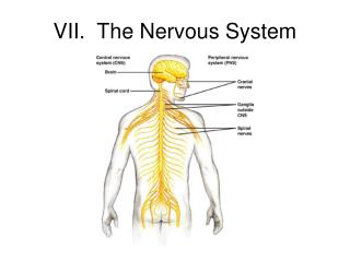 VII. The Nervous System