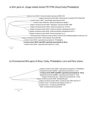 virulence factor MviN Verrucomicrobium spinosum DSM 4136