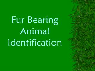 Fur Bearing Animal Identification