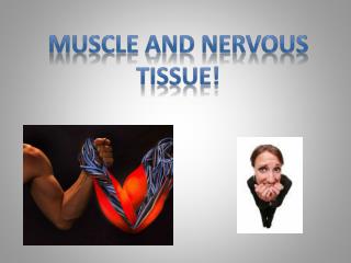 Muscle and nervous Tissue!