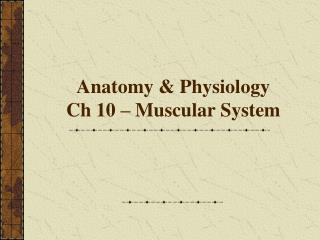Anatomy &amp; Physiology Ch 10 – Muscular System