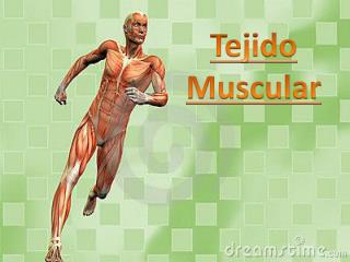 Tejido Muscular