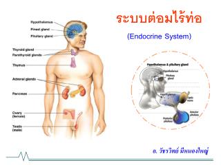 ระบบต่อมไร้ท่อ (Endocrine System)