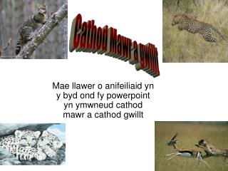 Mae llawer o anifeiliaid yn y byd ond fy powerpoint yn ymwneud cathod mawr a cathod gwillt