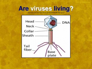 Are viruses living ? emc.maricopa/faculty/farabee/BIOBK/T2phage.gif