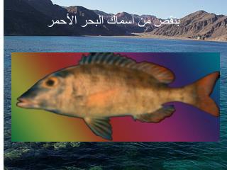 بنقص من أسماك البحر الأحمر