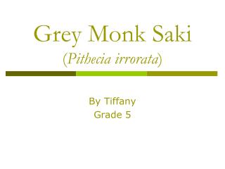 Grey Monk Saki ( Pithecia irrorata )