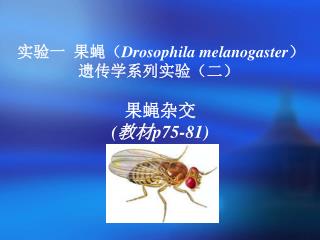 实验一 果蝇（ Drosophila melanogaster ） 遗传学系列实验（二） 果蝇杂交 (教材 p75-81)