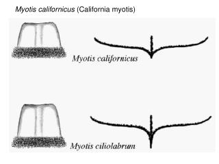 Myotis californicus (California myotis)