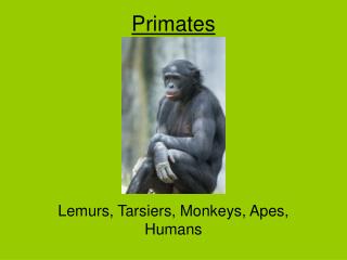 Primates