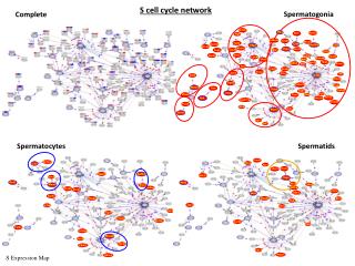 S cell cycle network