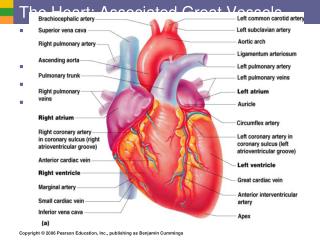 The Heart: Associated Great Vessels