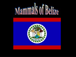 Mammals of Belize