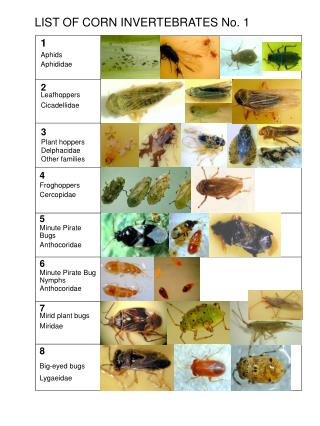 LIST OF CORN INVERTEBRATES No. 1