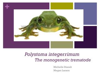 Polystoma integerrimum 	The monogenetic trematode