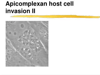 Apicomplexan host cell invasion II