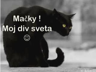 Mačky ! Moj div sveta 