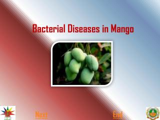 Bacterial Diseases in Mango