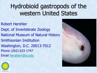 Hydrobioid gastropods of the western United States