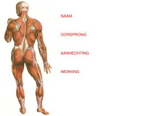 NAAM OORSPRONG AANHECHTING WERKING