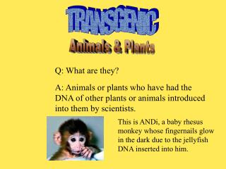 TRANSGENIC