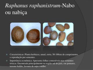 Raphanus raphanistrum -Nabo ou nabiça