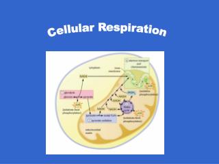 Cellular Respiration