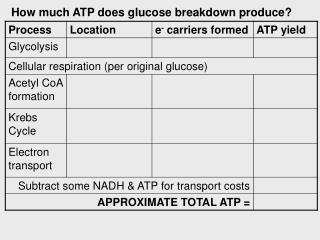 How much ATP does glucose breakdown produce?