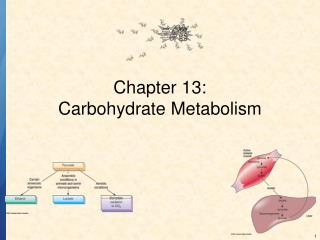 Chapter 13: Carbohydrate Metabolism