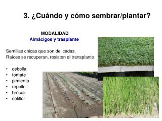 3. ¿Cuándo y cómo sembrar/plantar?