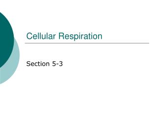 Cellular Respiration