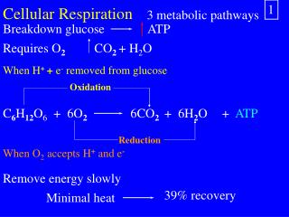 Cellular Respiration