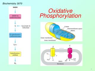 Biochemistry 3070