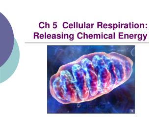 Ch 5 Cellular Respiration: Releasing Chemical Energy