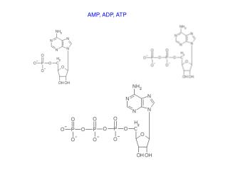 AMP, ADP, ATP