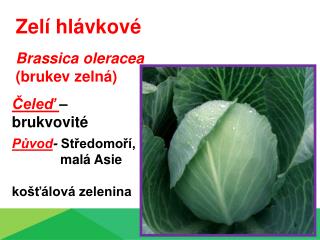 Zelí hlávkové Brassica oleracea (brukev zelná)
