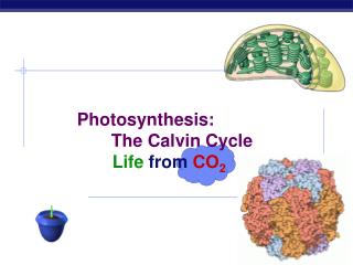 Photosynthesis: 	 The Calvin Cycle 		Life from CO 2
