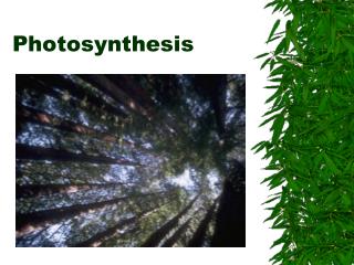 Photosynthesis