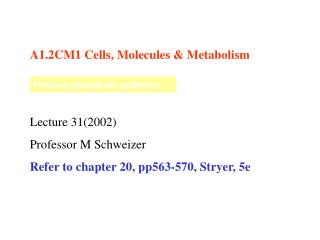 A1.2CM1 Cells, Molecules &amp; Metabolism Lecture 31(2002) Professor M Schweizer